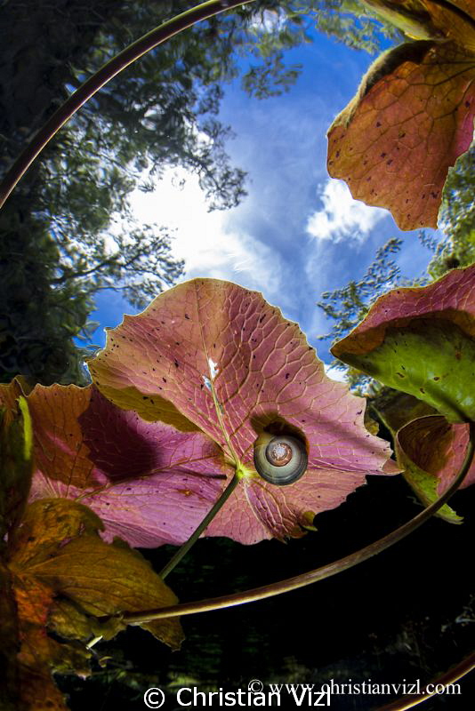 "Beauty in the details of a mexican Cenote" by Christian Vizl 