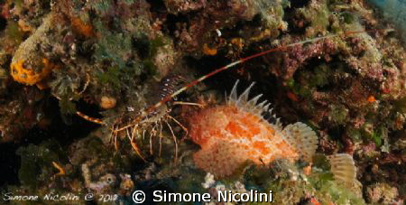 what are they doing??? by Simone Nicolini 