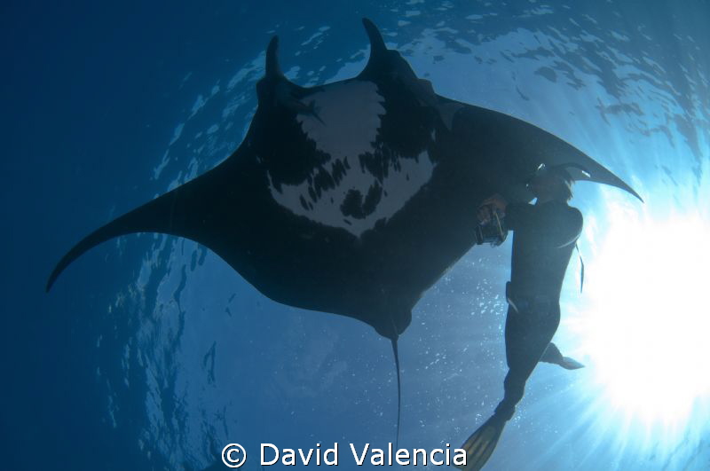 Giant Pacific Black Manta swimming with snorkeler. This m... by David Valencia 