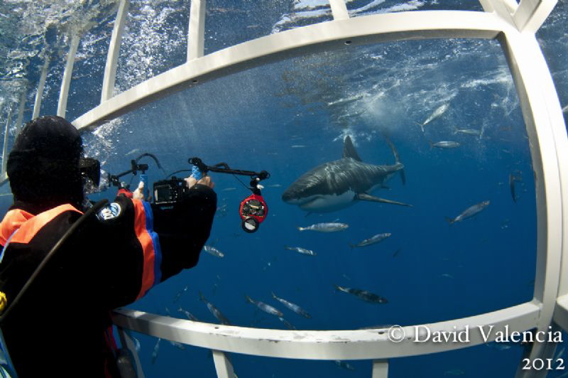 A shot of what it's like to be in the cage with a great w... by David Valencia 