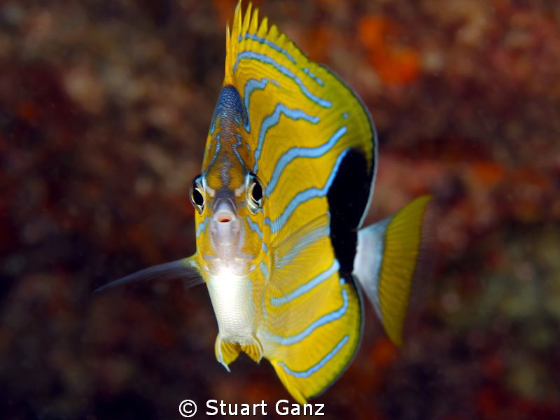 Bluelined Butterflyfish by Stuart Ganz 