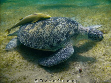 Never knew remoras could get so big! by Erik Van Doesburg 