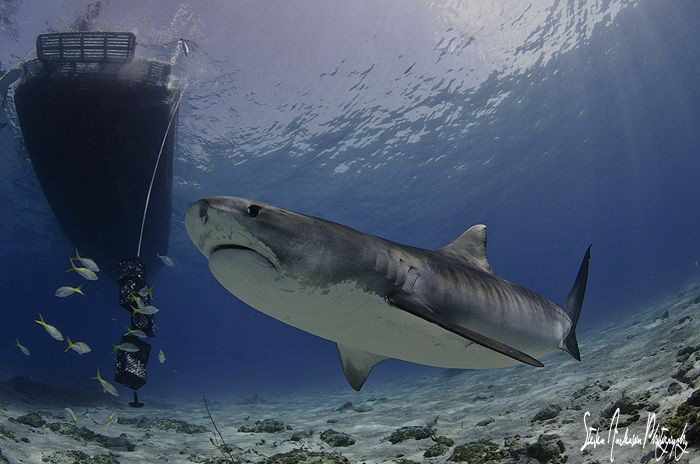 Emma and the Shear Water at Tiger Beach. by Steven Anderson 