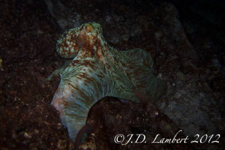 Octopus shot from a night dive. by Joseph Lambert 