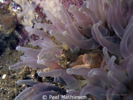 Northern red anemone, Taken with Canon g 11.
ISO 200 F 6... by Paal Mathiesen 