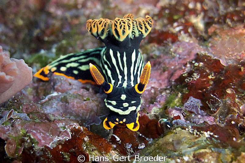 Nembrotha Nudibranch
King of Nudibranches
Bunaken,Sulaw... by Hans-Gert Broeder 