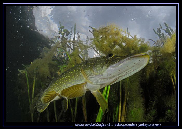 Pike Fish... by Michel Lonfat 