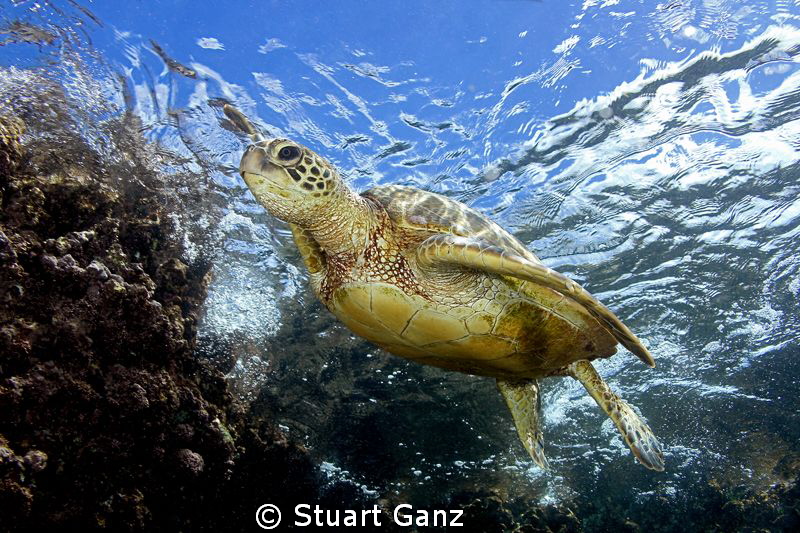 Green sea turtle at waters edge by Stuart Ganz 
