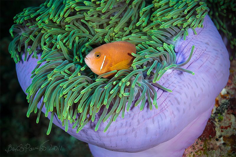 sad clown
/ Anemone fish / Maldives Clown
 by Boris Pamikov 