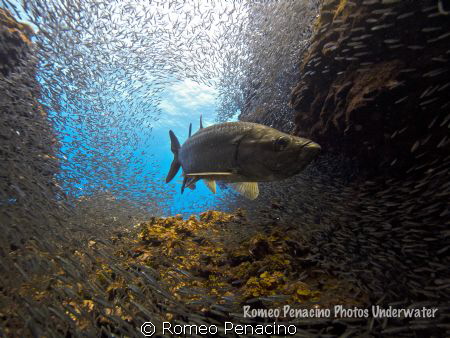 Tarpon hunting Silverside by Romeo Penacino 