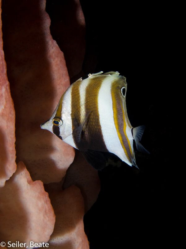 Small Butterfly on a huge sponge by Beate Seiler 