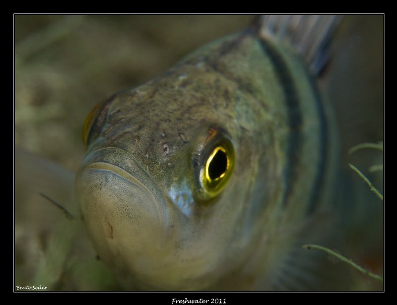 Perch by Beate Seiler 