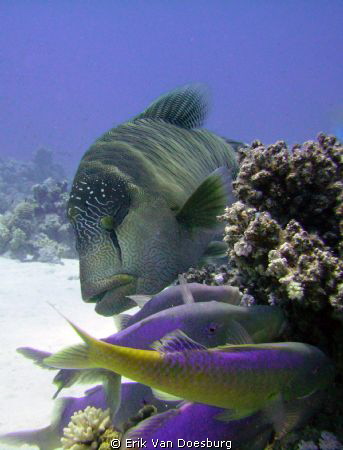 Goliath grouper playing peek-a-boo with some goatfish. by Erik Van Doesburg 