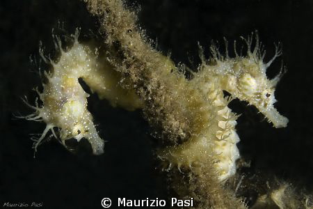 Hippocampus Ramulosus
Olympus E-PL2 - Panasonic 45mm mac... by Maurizio Pasi 