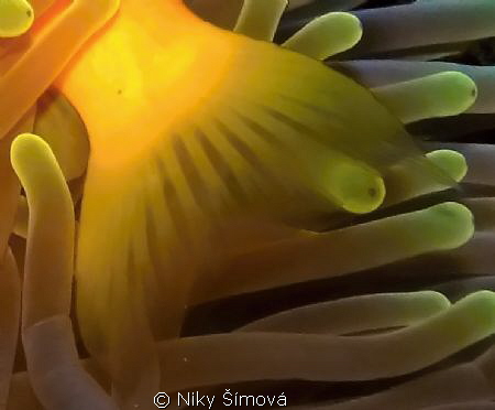 Anemone with clown fish by Niky Šímová 