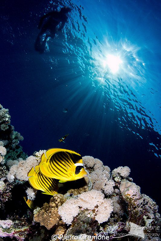 Butterfly fishes with sunburst by Pietro Cremone 