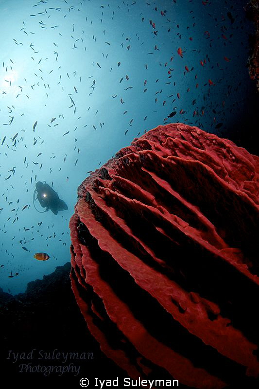 Giant Barrel Sponge & Diver by Iyad Suleyman 