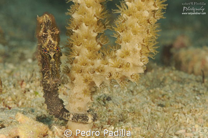 Sea Horse, Close-Up by Pedro Padilla 