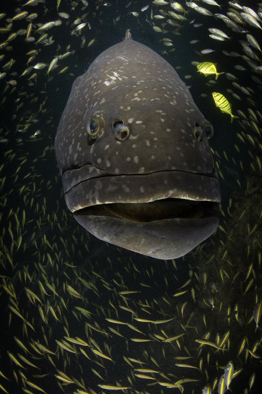 BFG " Big Friendly Grouper" 
Navy Pier-Exmouth Gulf WA
... by Violeta Jahnel 