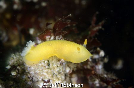 Taken in Monterey California at San Carlos Beach,  the co... by Jeff Robinson 