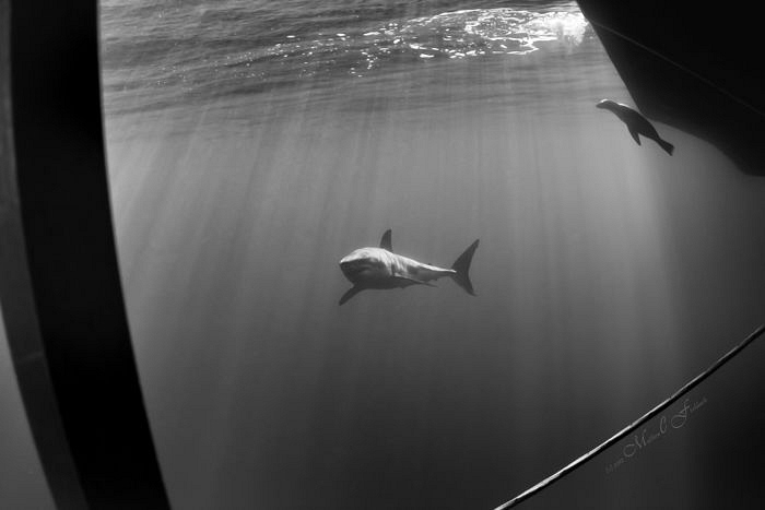 Playmates. by Matthew Fischbach 