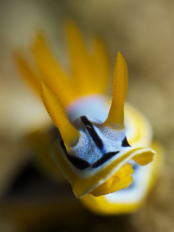 Chromodoris annae by Iyad Suleyman 