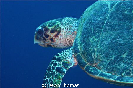 Hawksbill Turtle off Yolanda Reef, Red Sea. by Dawn Thomas 