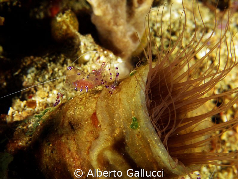 Periclimenes sarasvati on cerianthus by Alberto Gallucci 