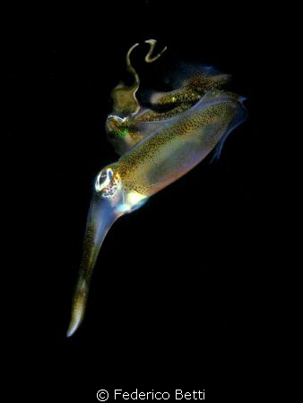 A Sepioteuthis lessoniana squid reflecting on the surface by Federico Betti 