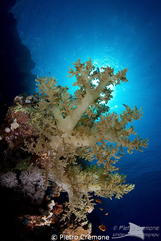 Soft coral in the sunlight by Pietro Cremone 