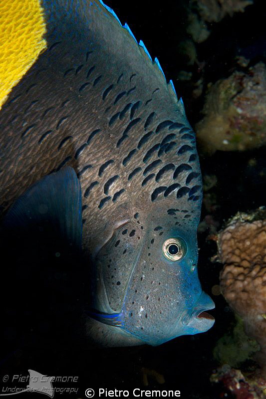 Blue Angelfish (Pomacanthus maculosus) by Pietro Cremone 