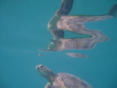 I had been snorkeling at Fort DeRussey in Waikiki on a ve... by George Pratt 