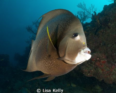 This French Angelfish was very curious about what I was d... by Lisa Kelly 