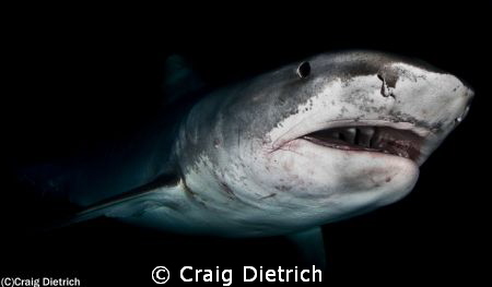 Tiger Shark in the Bahamas. Shot with a Canon 7D with a N... by Craig Dietrich 