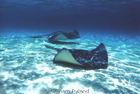 had no dive gear for this one, but as 'Singray City' is o... by Graham Ryland 