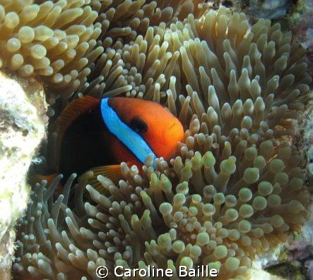 black anemone fish in his anemone by Caroline Baille 