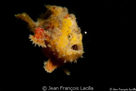 Small Frog fish Canon EOS 5 mark 2 ikelite housing 100 mm... by Jean François Lacilla 
