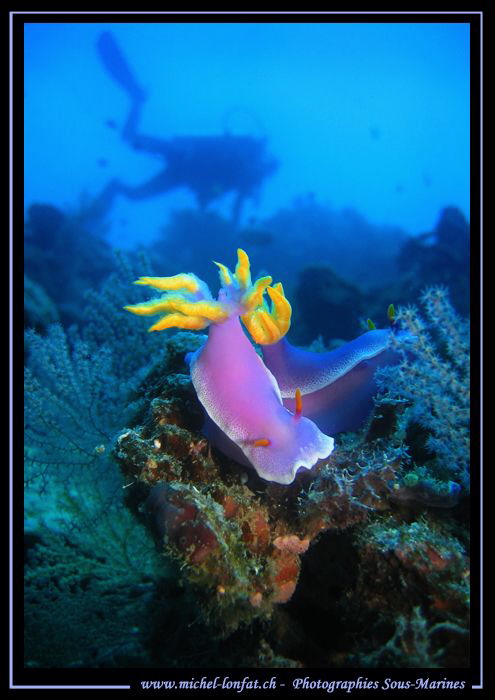 Nudibranch and diver... :O)...... by Michel Lonfat 