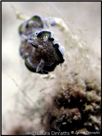 Margin glossodoris nudibranch (2 cm long) by Laura Dinraths 