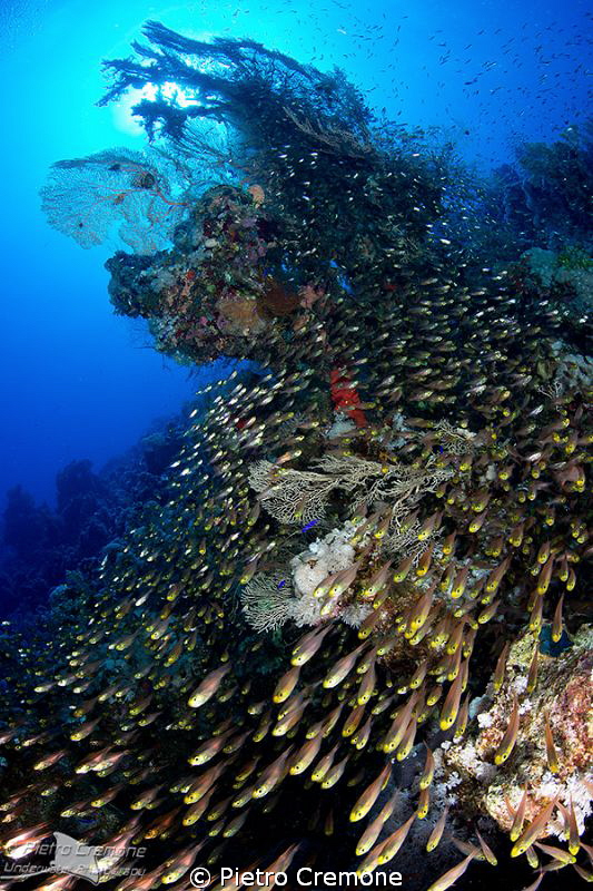 Glassfish starway by Pietro Cremone 