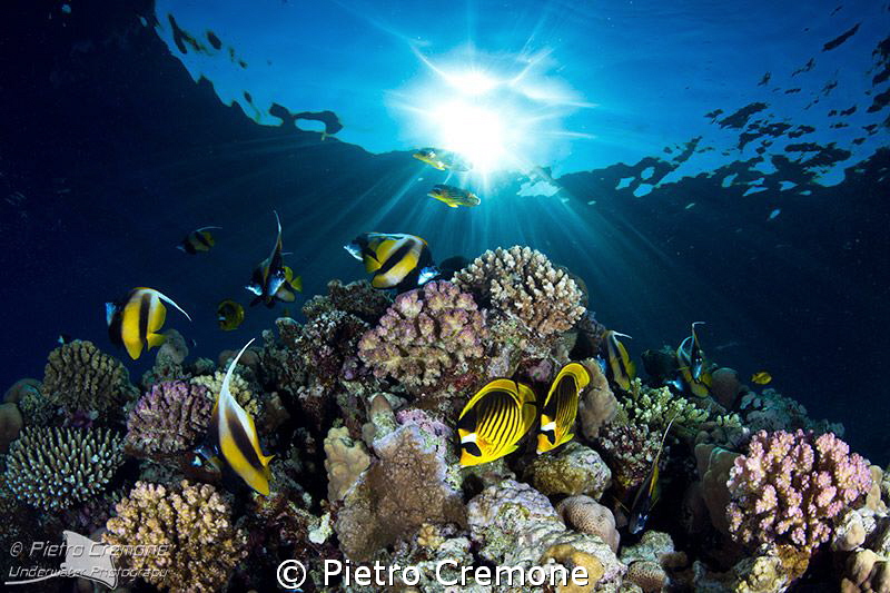 Reefscape with butterflies by Pietro Cremone 