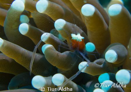 Popcorn shrimp @ West Halmahera-Indonesia. Olympus Xz-1, ... by Tiur Aldha 