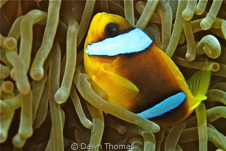 Anemone fish at home. by Dawn Thomas 