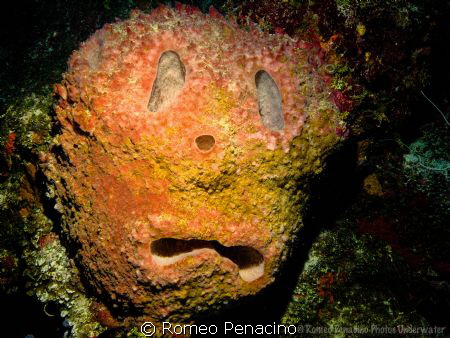 Sad face sponge by the wall in Northside of Cayman by Romeo Penacino 