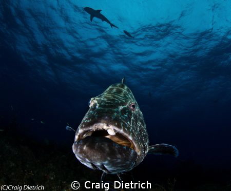This is Max! A giant Bahama Grouper. This was taken with ... by Craig Dietrich 