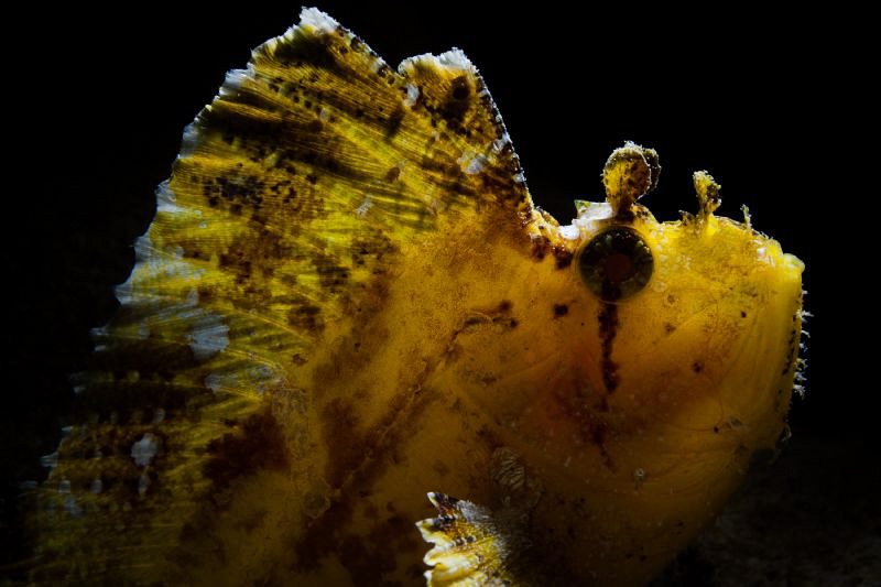 leaf fish by Paolo Isgro 