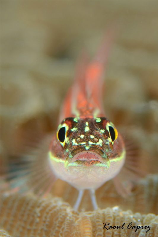 Shiny little one by Raoul Caprez 