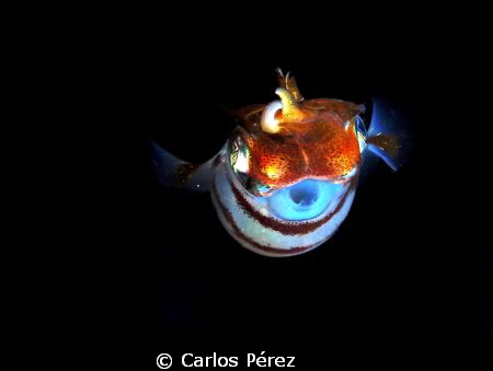 Juvenile squid "Showing Off" On my Nigth Dive. 6/9/2012 by Carlos Pérez 