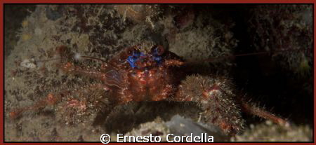 Immage with  nikon D90, 60MM by Ernesto Cordella 