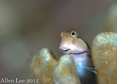 I'm looking you.
Nikon D80,105mmVR. by Allen Lee 